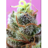 Sweet Mimosa XL Auto